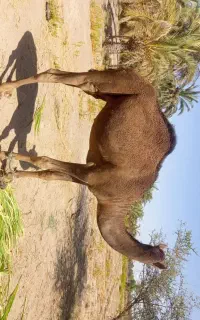شتر