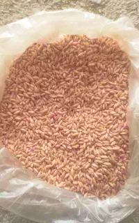 گندم بذر