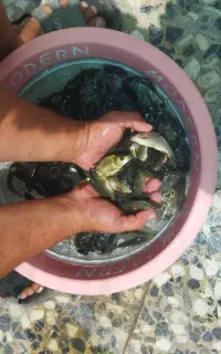 جوجه کپور