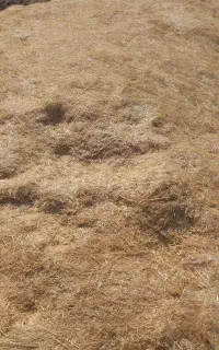 سلام