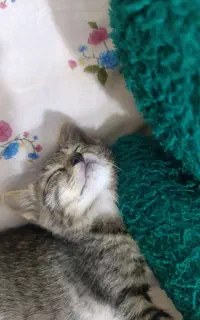 گربه