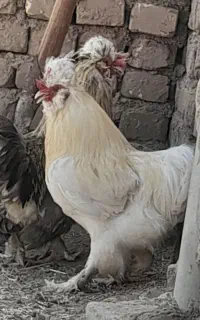 دوعدد خروس جوان
