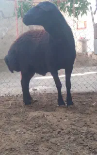 قوچ قره قزل
