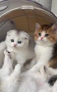 بچه‌گربه‌ اصیل و نژاد‌دار (بریتیش/ اسکاتیش/ پرشین)