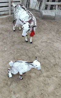 بز اصل  بنگالی با بزغاله