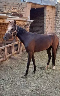 کره اسب