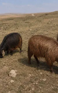 بز و میش محلی چاق جوان داشتی
