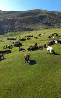 گوسفند