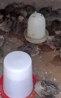 فروش بلدرچین