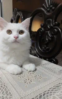 گربه اسکاتیش 2 ساله ماده