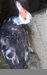 اردک