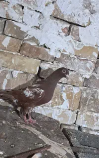 ماده مولیمز