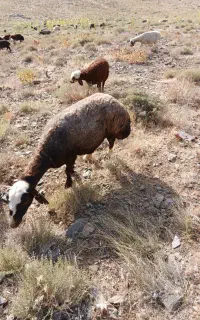 میش