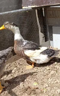اردک جوان