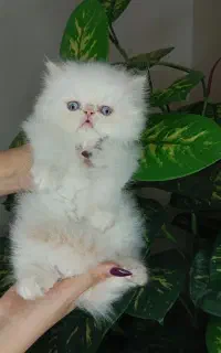 گربه پرشین اگزوتیک گلدن پوینت نر