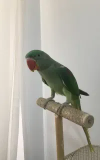 شاه طوطی