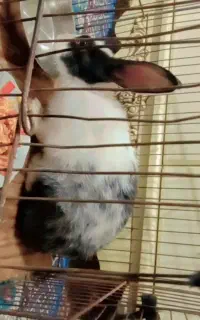 خرگوش