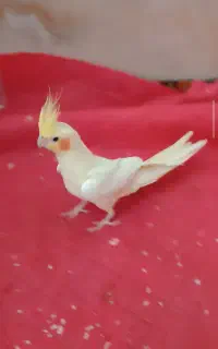 عروس ماده همچی تموم‌.معاوزه بانر.دستی وسخن گو