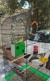 مرغ عشق نر و ماده