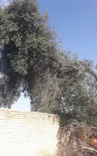 چوب و درخت خریدار