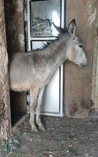 فروش الاغ ماده