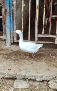 غاز لیندا