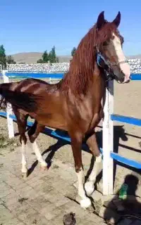 نریان دره شوری