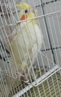 عروس هلندی پیدا شده