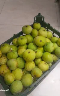 انجیر سفید