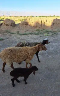 میش گوسفند