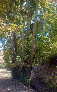 خریدار انواع چوب ودرخت