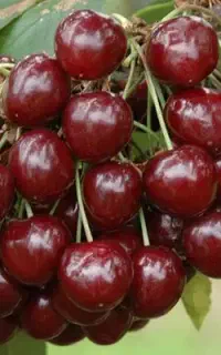 نهال گیلاس خوشه ای اماده فروش