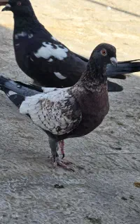 سه تا ماده خوب