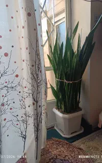 فروش گل سانسوریا