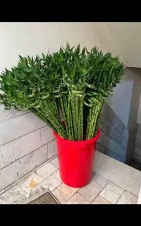 بامبو
