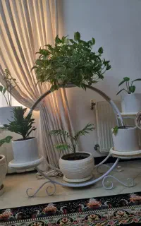 جای گل