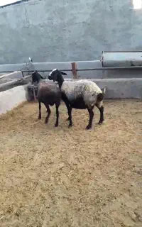 گوسفند شال