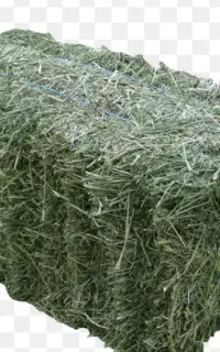 فروش پرسی یونجه