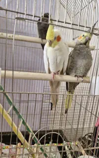 گمشده