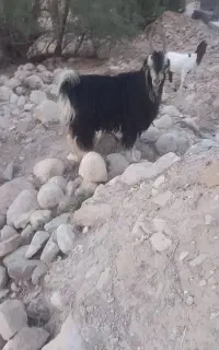 پازن کور نارک شاخ ترکی