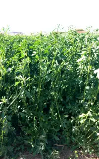 یونجه چین دوم  بدون علف کوبیده شده کیلو ۴۸ تومان