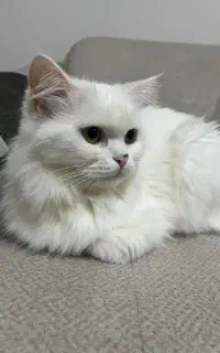 جفتگیری