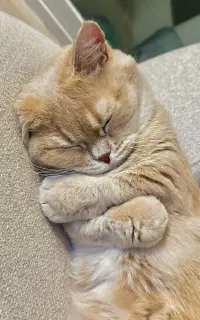 پول.شویی موکت