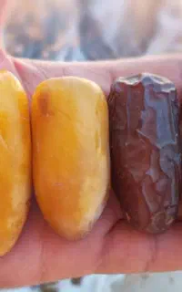 حراج رطب پیارم درجه یک