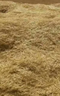 کاه گندم درجه یک  کمباین شده