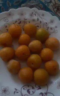 آلو زرد