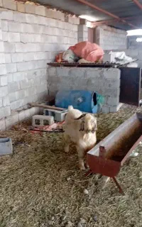 هفت عدد نری ویک عددبز