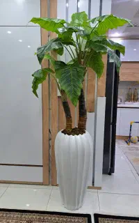 درختچه بابا ادم