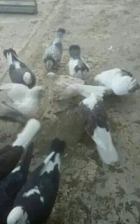 جوجه کفتر