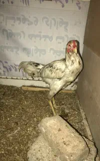 خروس لاری چیل
